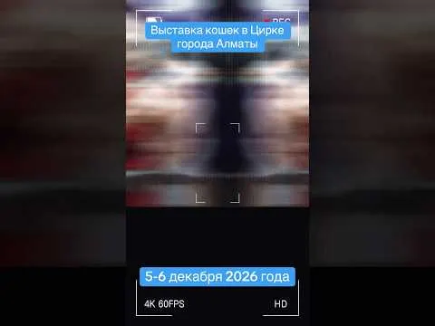 Выставка кошек